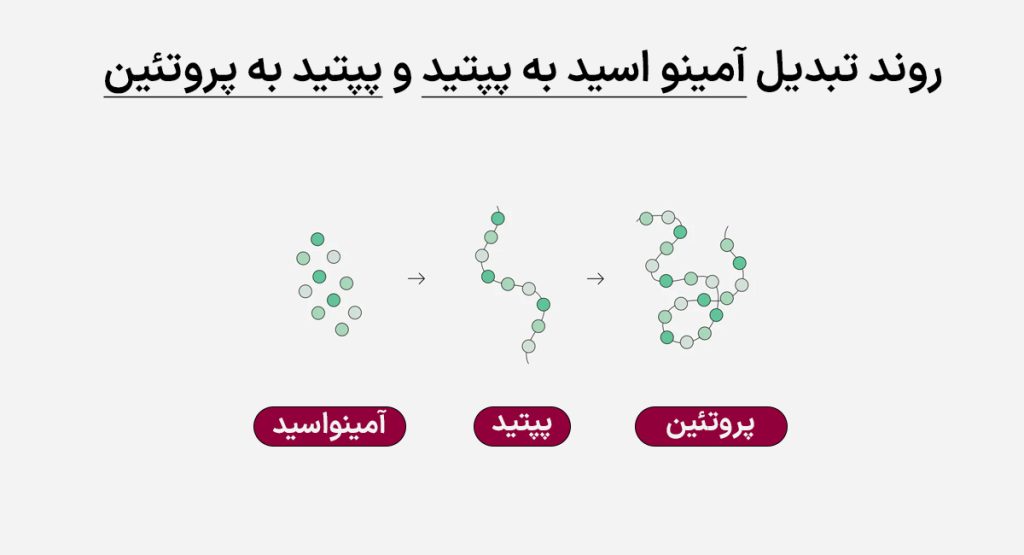 آمینواسید، پپتید و پروتئین