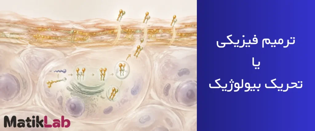 نمودار بیوشیمیایی سنتز لیپیدها در سلولهای اپیدرم برای تقویت سد پوستی